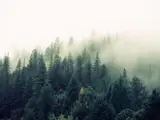 foggy forest